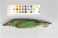 藏品(五色鳥)的圖片